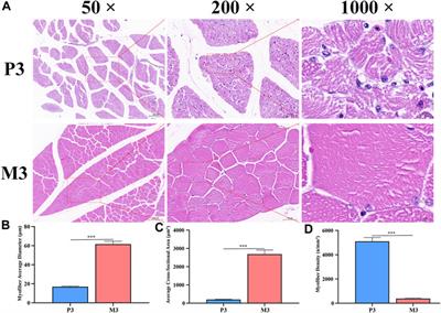 Non-coding RNA regulation of Magang geese skeletal muscle maturation via the MAPK signaling pathway